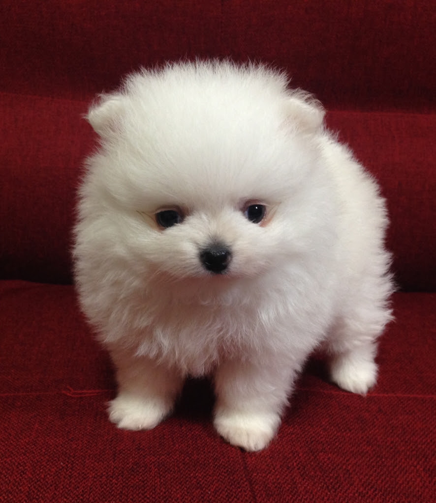 ベストコレクション 可愛い 犬 画像 ポメラニアン 220872