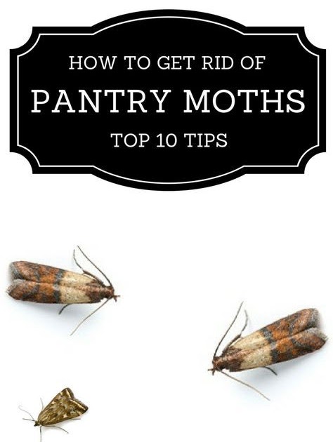 Clothes Vs Pantry Moths - Clothing Info