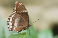 IMG_0216 copy