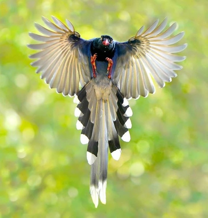 8. Taiwan Blue Magpie