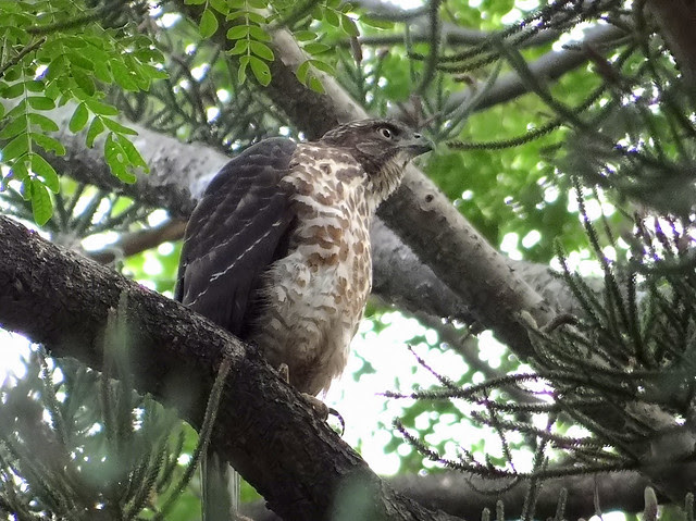 鳳頭蒼鷹/無限台南