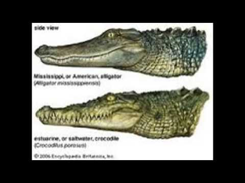 Youtube Interior Crocodile Alligator Ringtone