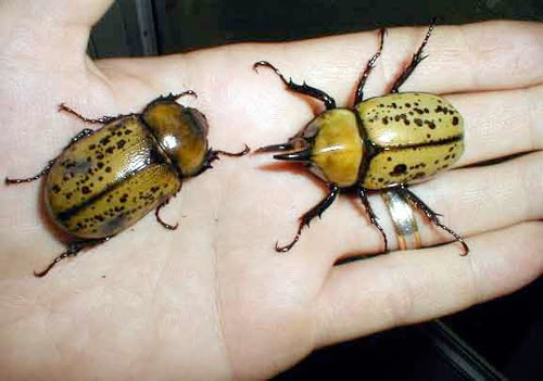 maycintadamayantixibb: Big Yellow Beetle With Black Spots