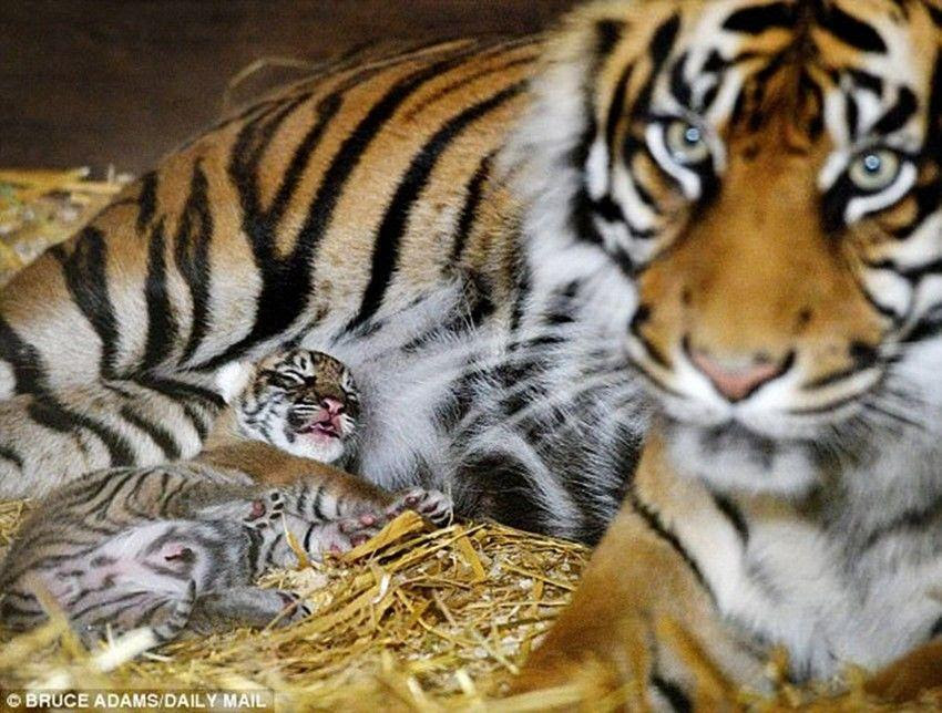 84 Gambar Anak Harimau Lucu Terbaik Infobaru