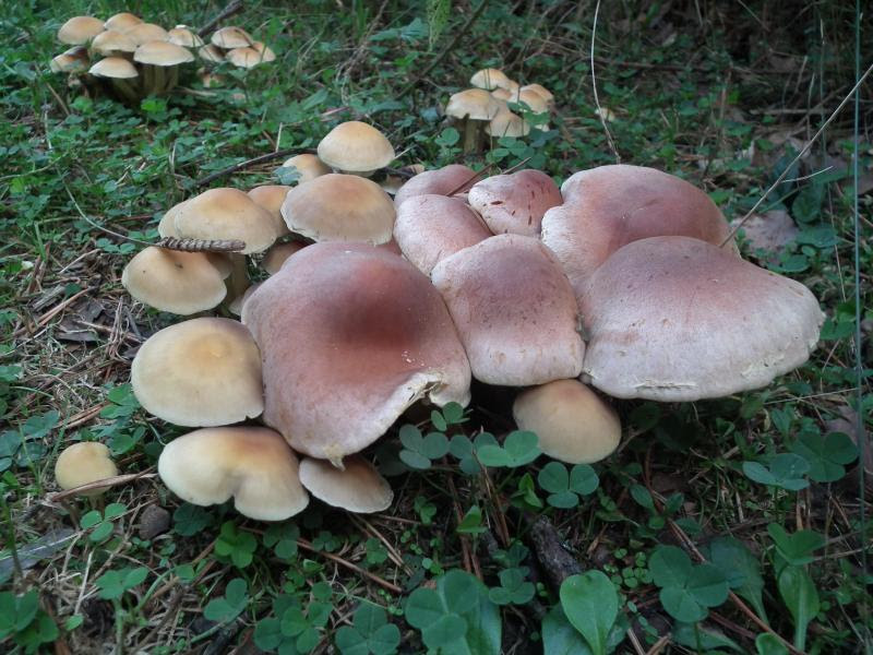 photo valvanera016_zps5d0b15f3.jpg