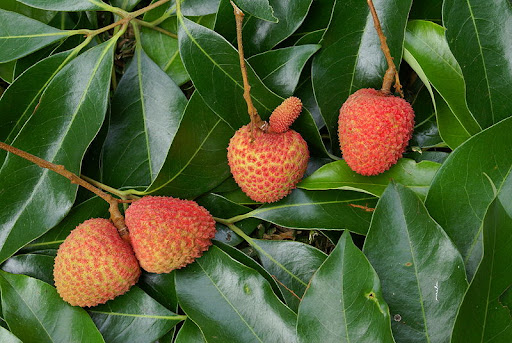 File:Twin lychees (Litchi chinensis)-source.JPG