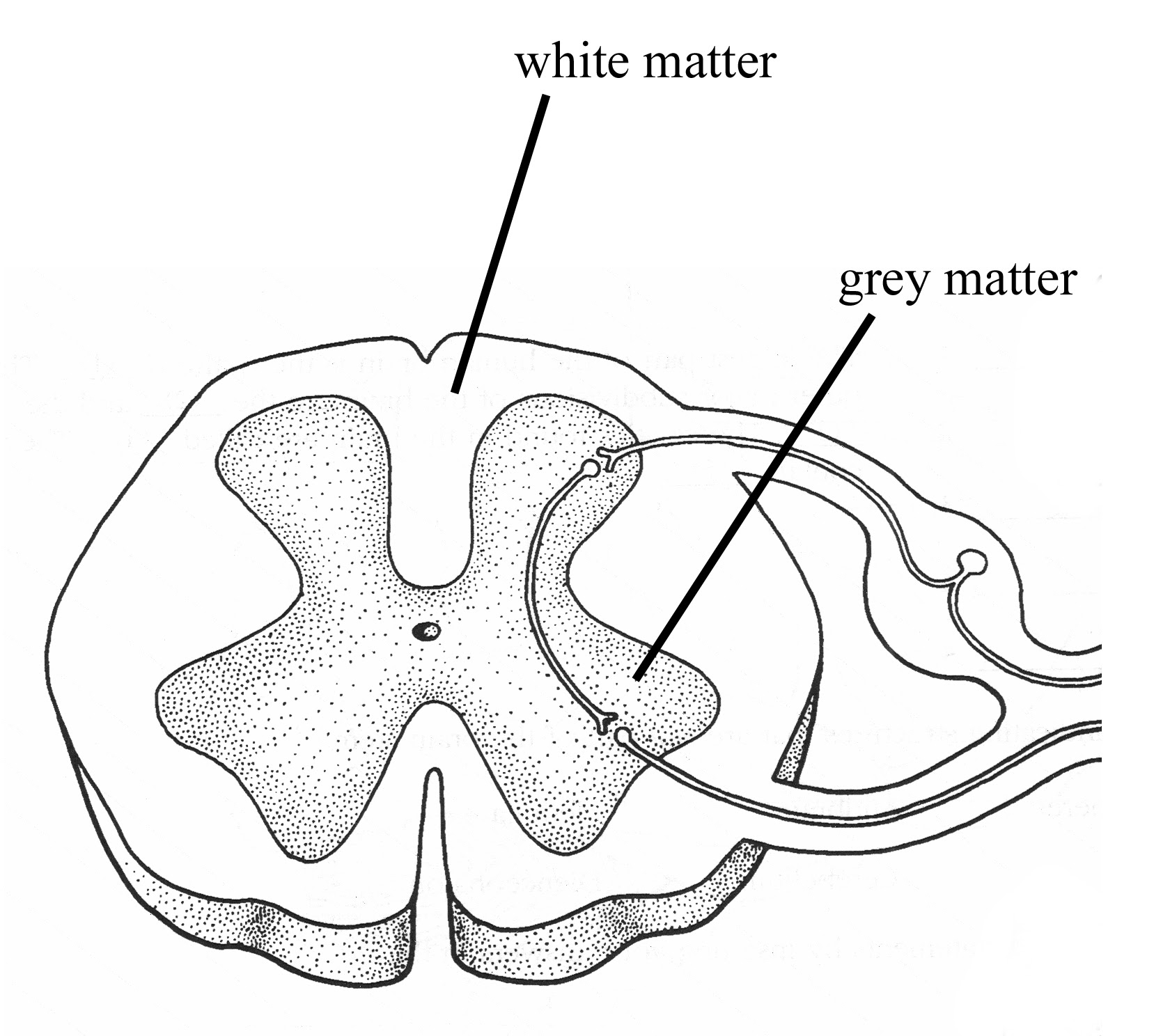 Draw The Diagram Of Backbone - Spine Drawing High Resolution Stock