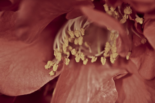 camellia