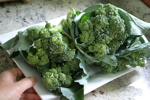 broccoli harvest 122