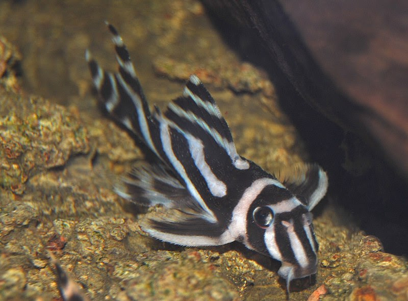 ABCs of Animal World: Unique Freshwater Species of Fish for Your Aquarium