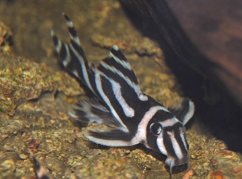 ABCs of Animal World: Unique Freshwater Species of Fish for Your Aquarium