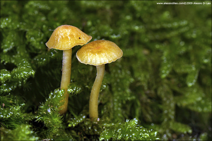 Funghi