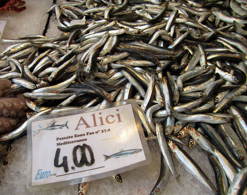 Swimming in Alici (Anchovies)
