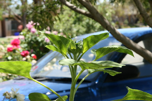 Sunflower