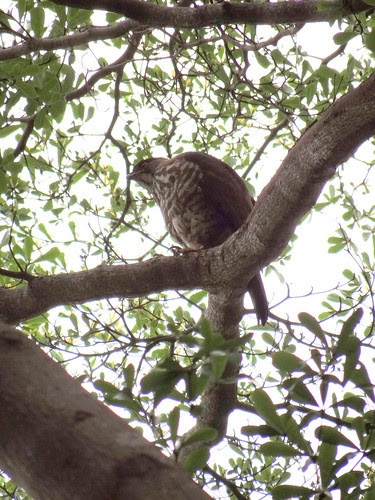 鳳頭蒼鷹/無限台南