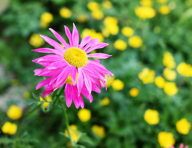 daisy-pink