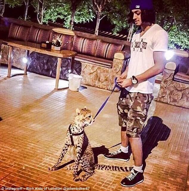 Adam Baker shared this picture of him parading what appears to be a pet cheetah in Dubai