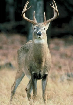 Bloodthirsty wild animal best blog: List of wild animals in south carolina