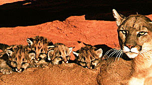 Puma William Ervin Science Photo Library