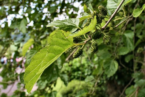 20090613-vs-0180
