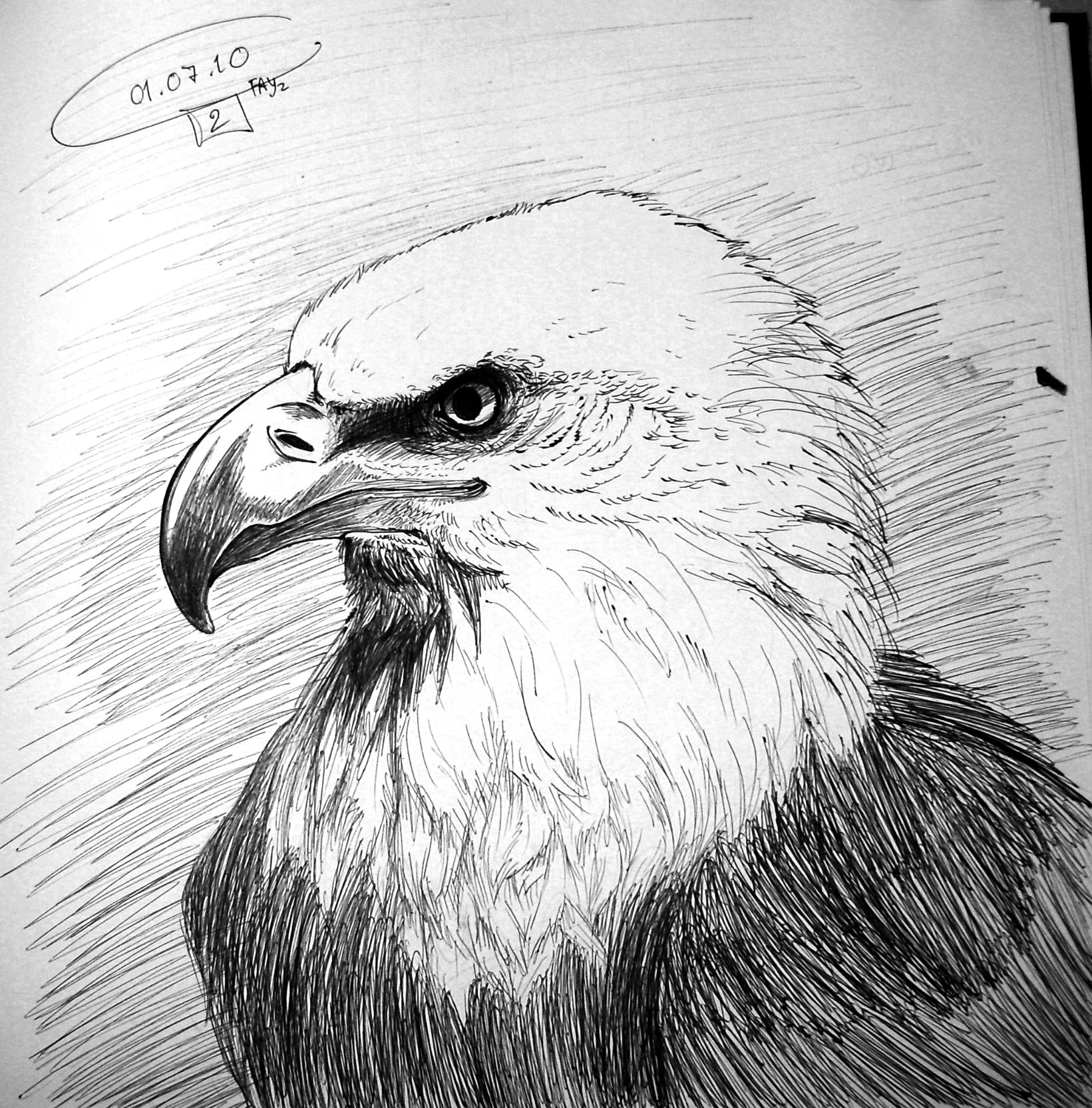 Simple Pencil Drawings Of Eagle - pencildrawing2019