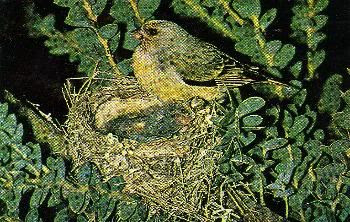 Pg16-6, CAPE CANARY
