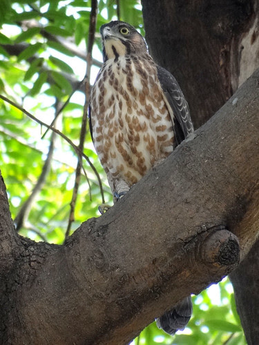 鳳頭蒼鷹/無限台南