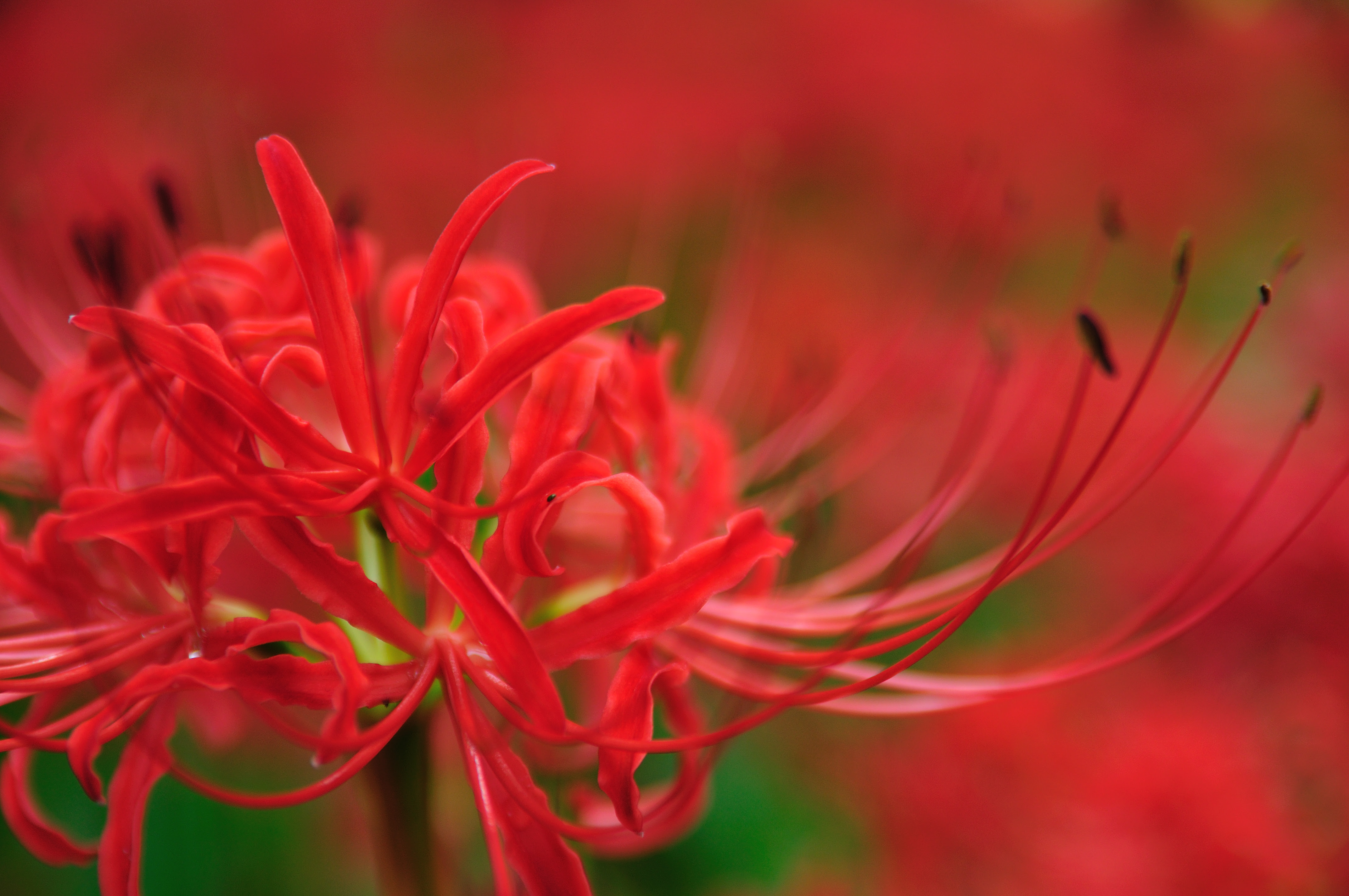 最新かっこいい 壁紙 和風 彼岸花 すべての美しい花の画像