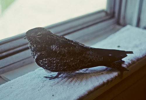 Common Nighthawk