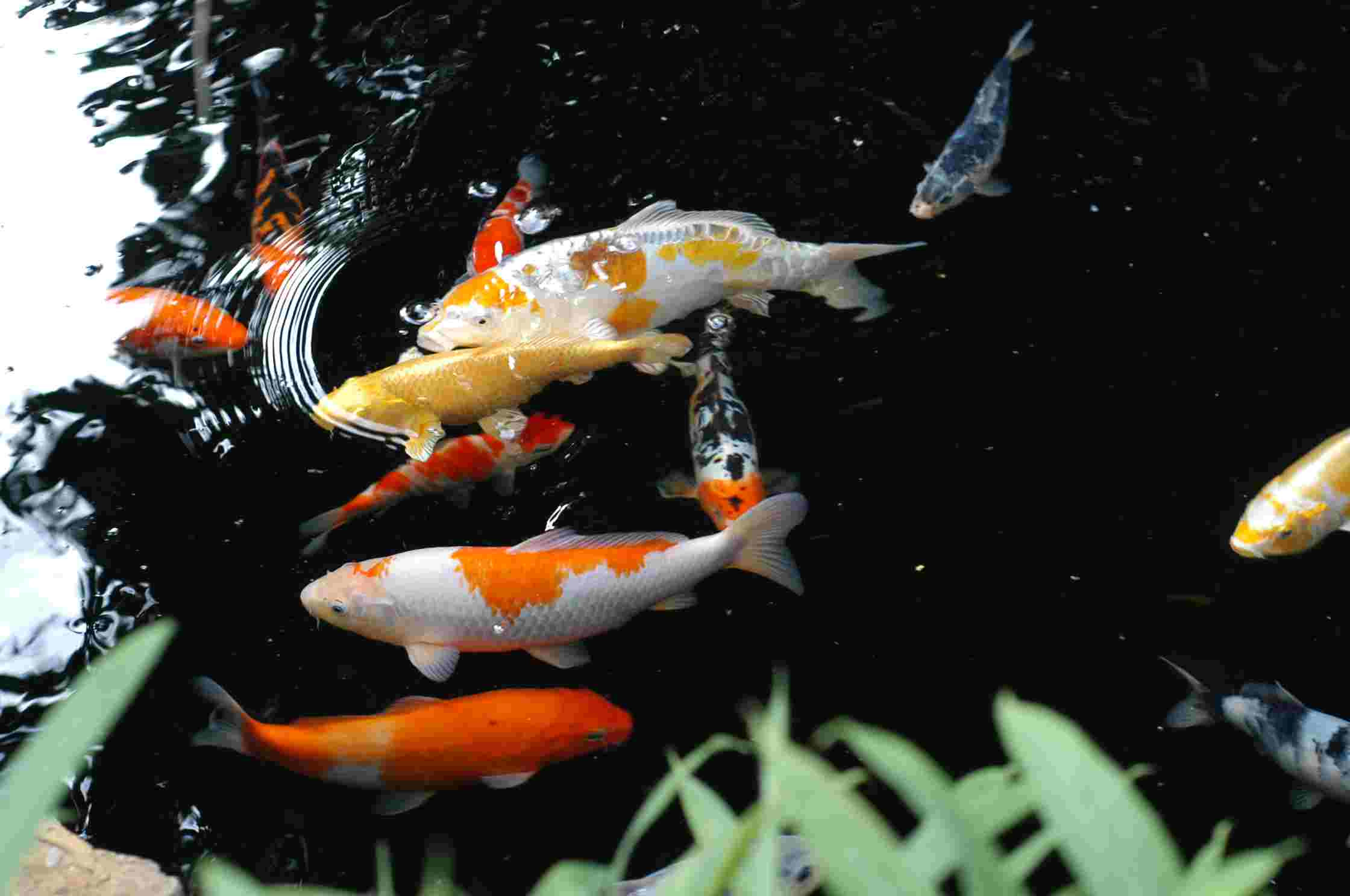 Wallpaper 3d Ikan Koi WALLPAPER HD For Android