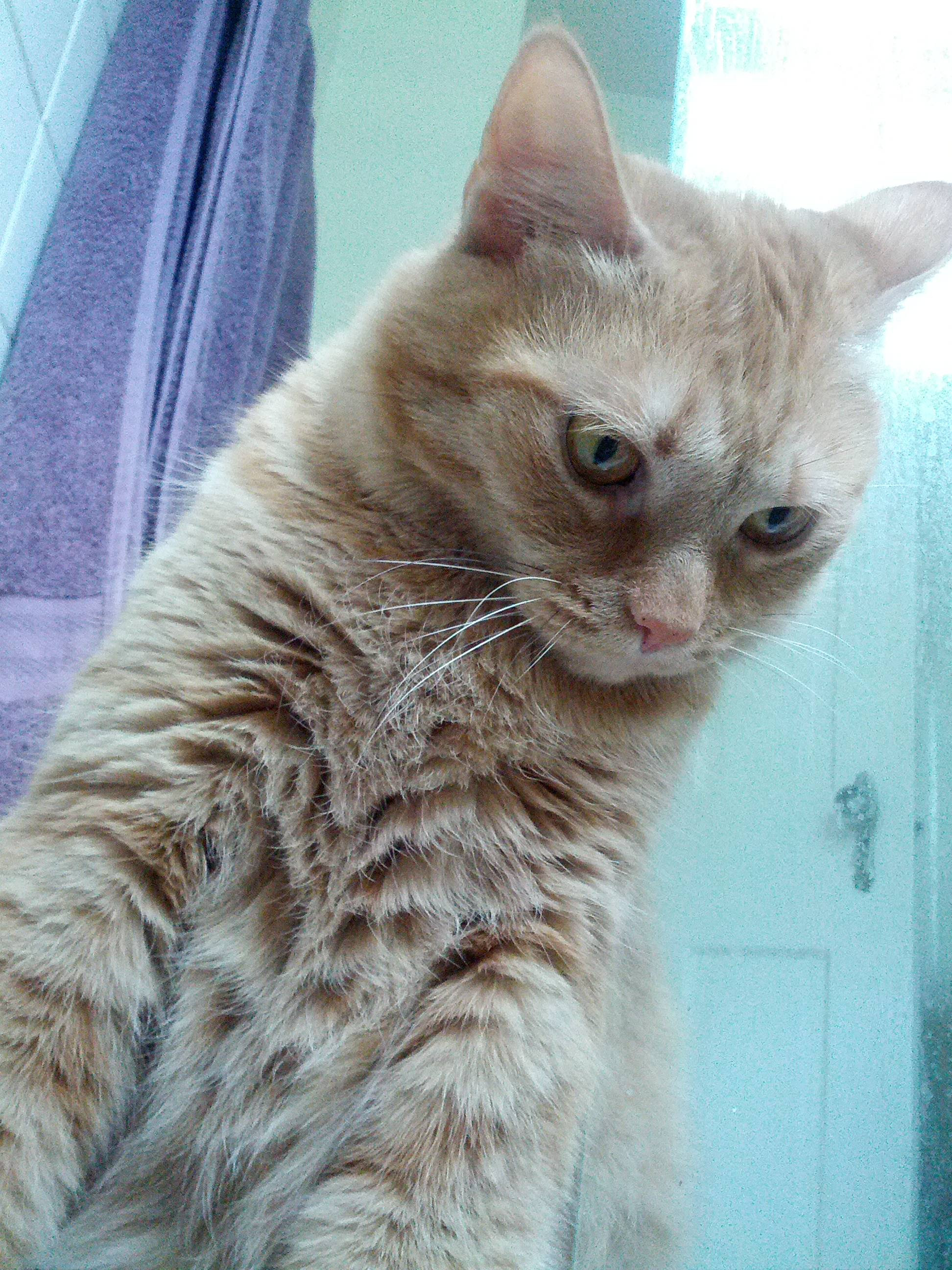 Are Orange Female Cats Rare