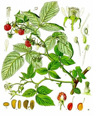 Rubus Idaeus (Raspberry Leaves) 