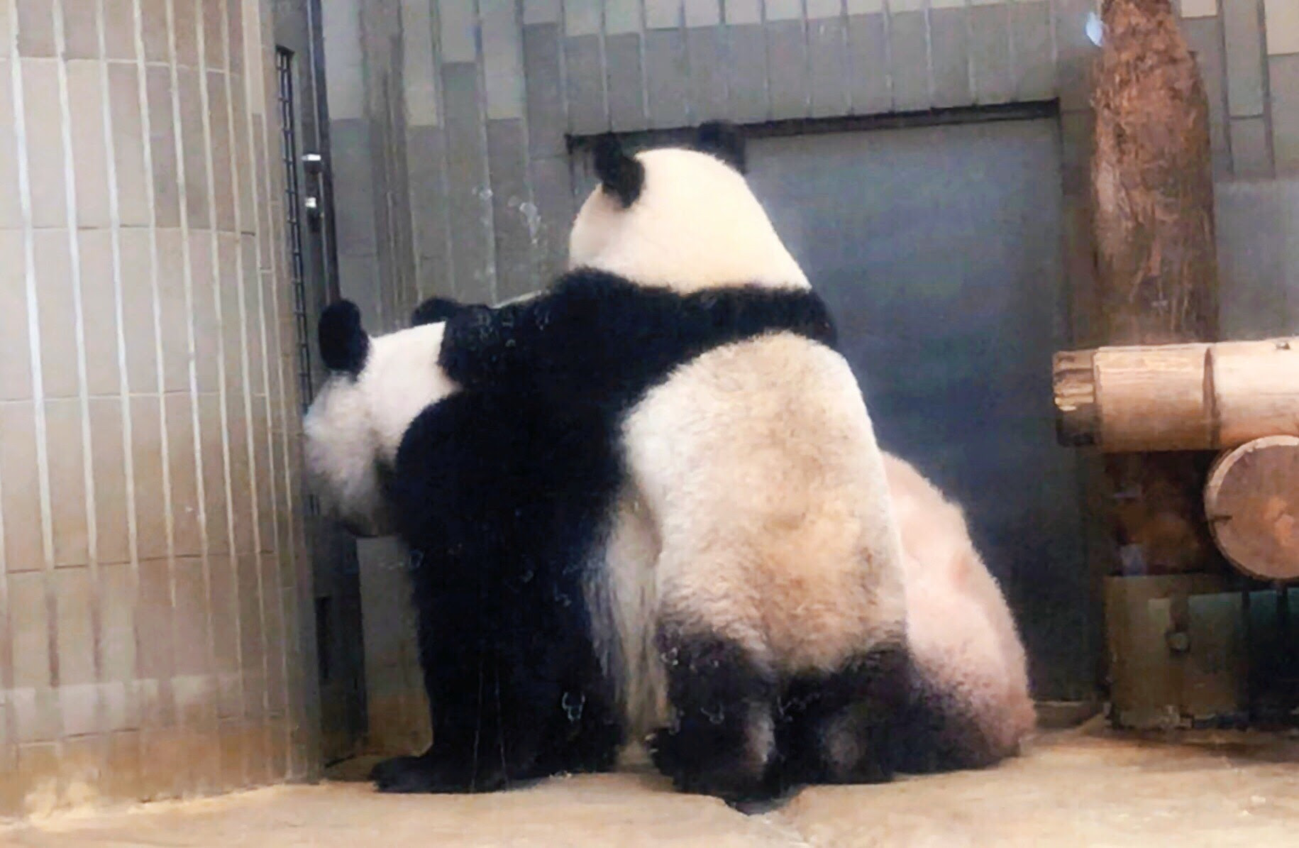動物画像無料 元のフランス パンダ 赤ちゃん