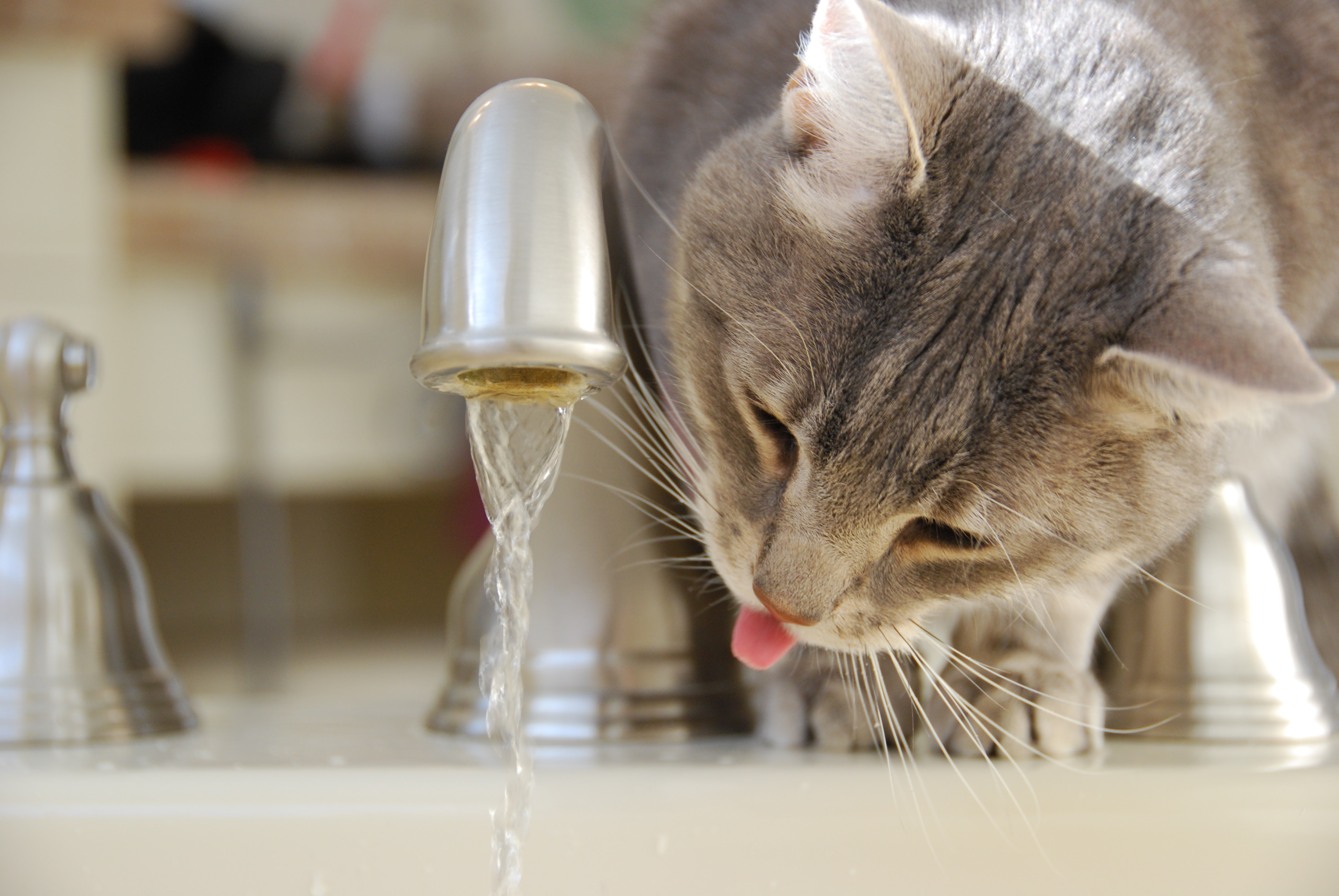 DSC_0017 Cat drinking from faucet
