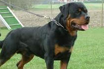 Rottweiler SC