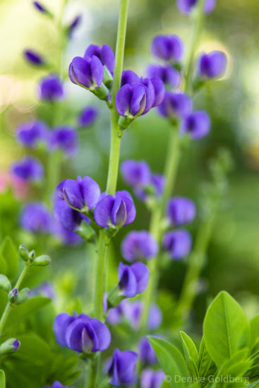 funny, this flower's name says blue but it's look says purple