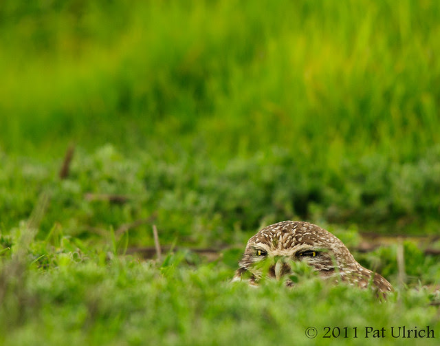 Burrowed burrowing owl - Pat Ulrich Wildlife Photography