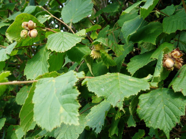 File:Ripe for picking - geograph.org.uk - 241815.jpg