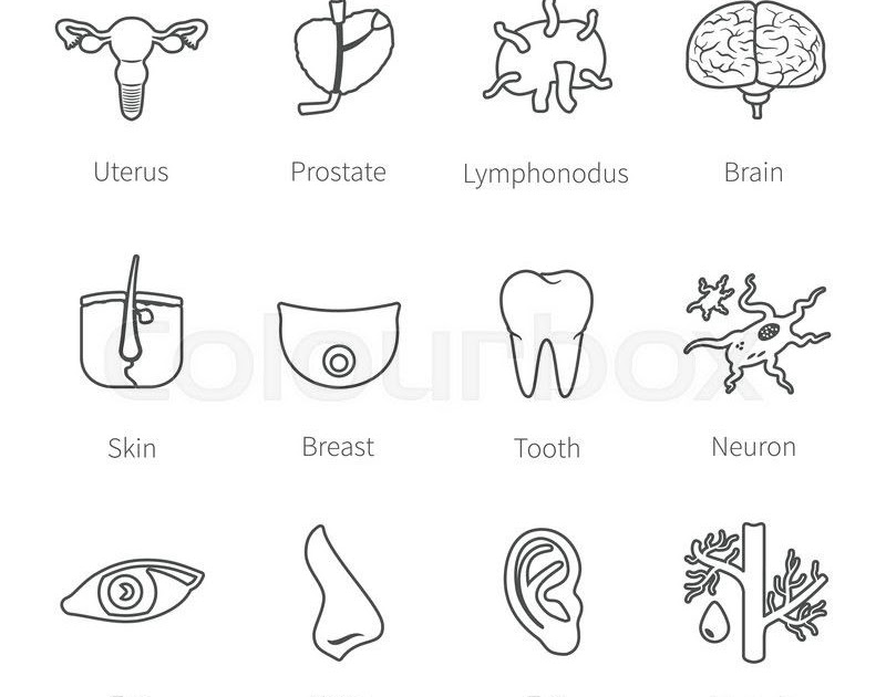 External Body Parts Of Woman : Human Male and Female Anatomy - Body