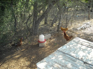 New Laying Hens Summer 2010