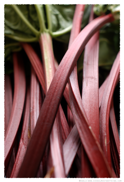 rhubarb© by Haalo