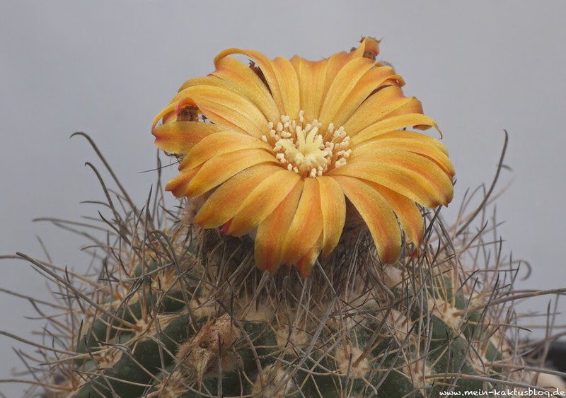Parodia mairanana