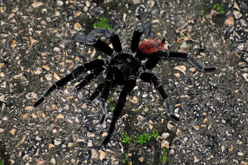 Red Rumped Tarantula