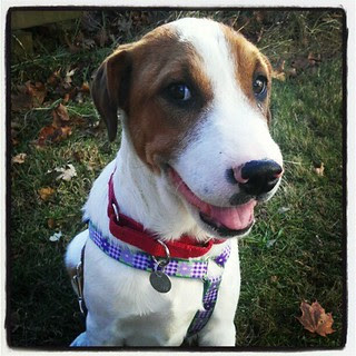 Latest #foster #puppy Lambchop has arrived! #dogs #adoptdontshop #rescue #fosterdog #happydog #dogstagram #love #hound #mutt