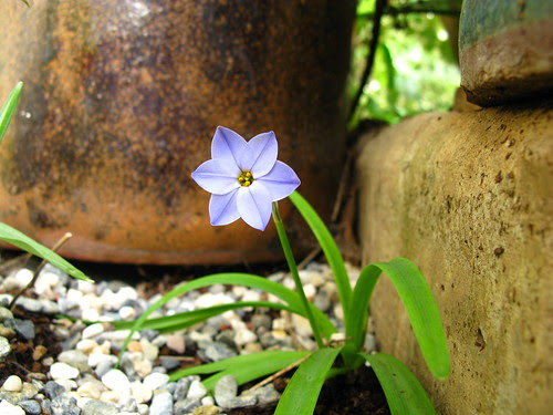 Ipheion uniflorum