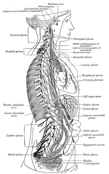 Kid Facts - Learn something new every day!: Sympathetic Nervous System