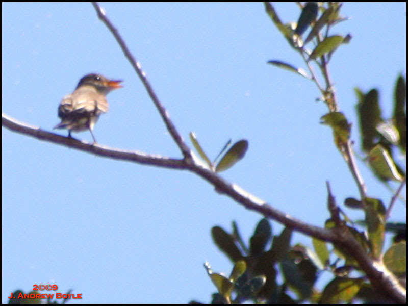 Alder Flycatcher