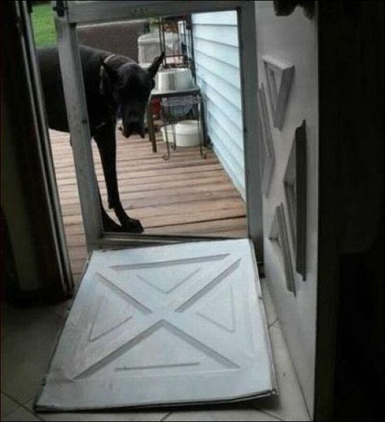 Όταν τα κατοικίδια έχουν καταστροφικές διαθέσεις (5) Όταν τα κατοικίδια έχουν καταστροφικές διαθέσεις (5)