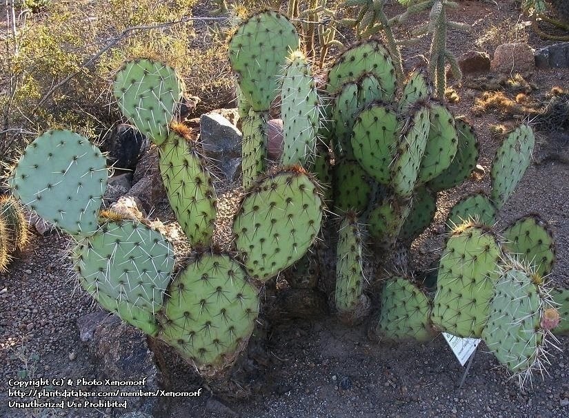 cactus tevas