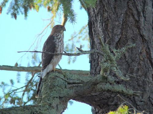 Hawk